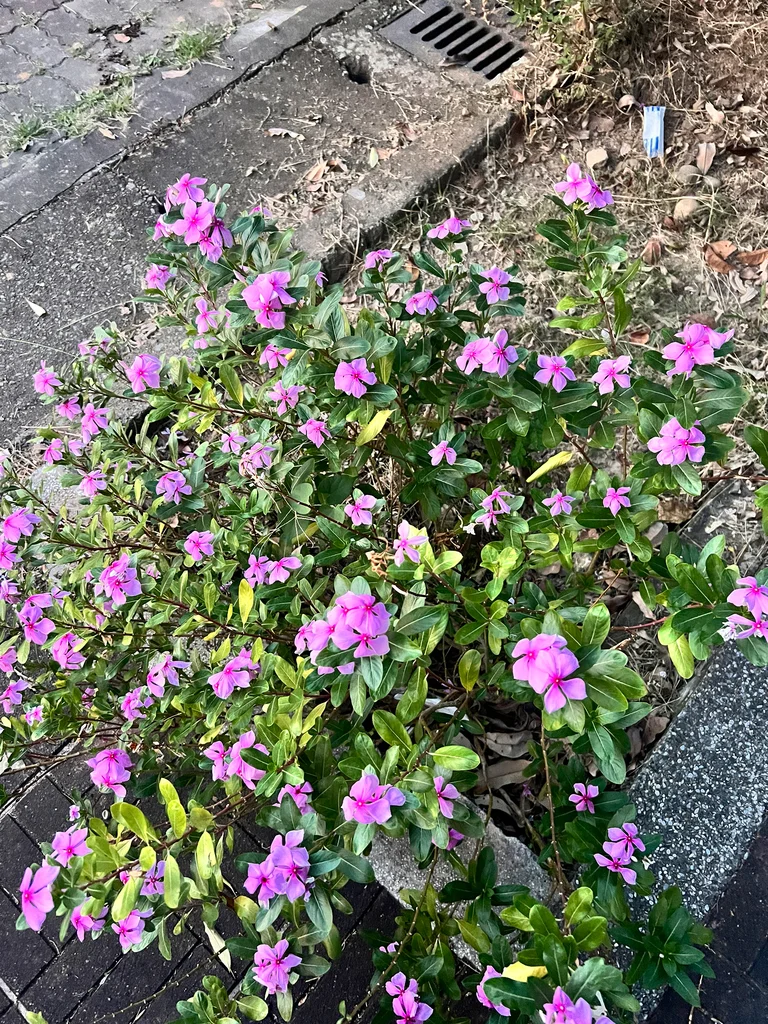 new-catharanthus-roseus-inaturalist.webp Buy Catharanthus roseus - Live Plant Online Shopping for Sale - Image 1