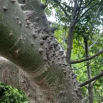 Buy Ceiba pentandra, Kapok, Ceiba, White Silk - Cotton Tree, 
Safed semal, सफ़ेद सेमल, Kutashalmali - Live plant 
online shopping for sale