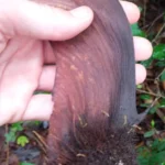 Buy Centrolobium paraense - Live Plant Online Shopping for Sale