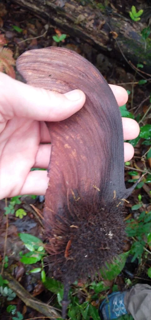 new-centrolobium-paraense-inaturalist.webp Buy Centrolobium paraense - Live Plant Online Shopping for Sale - Image 1