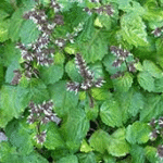 Buy Patchouli, pacholi, patcholi, Pogostemon cablin benth - live plant online shopping for sale