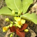 Buy Ochna obtusata - Live Plant Online Shopping for Sale