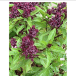 Buy ocimum basilicum .var purpurascens, purple basil, karuppu 
thiruneetru pachilai - Live plant online shopping for sale