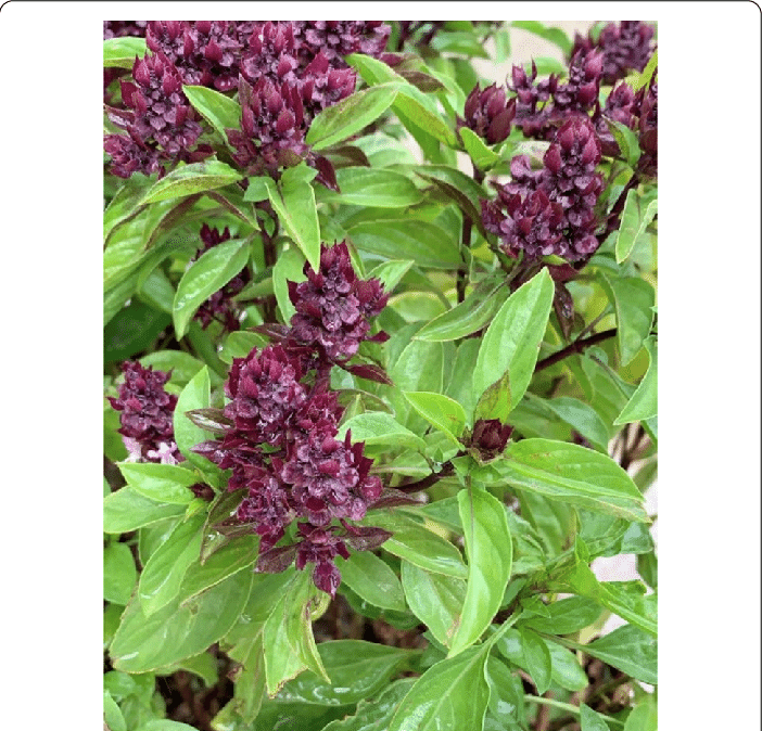 ocimum-basilicum.png Buy ocimum basilicum .var purpurascens, purple basil, karuppu
thiruneetru pachilai - Live plant online shopping for sale - Image 1