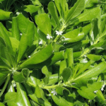 Buy Half Flower, malayan rice paper, beach naupak - Live Plant Online Shopping for Sale