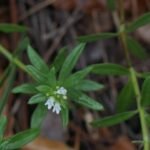 Buy Impooral, imbooral, oldenlandia umbellata, chayaver, 
இம்பூரல் - Live plant online shopping for sale