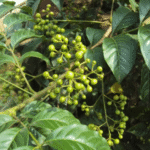 Buy ranabili, kaipanarangi, hanumanta toppal, pulippan, nibili, potti - Live Plant Online Shopping for Sale