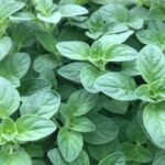 Buy Coleus aromaticus, coleus amboinicus, Plectranthus 
amboinicus, Indian borage, country borage, French thyme, Indian 
mint, Mexican mint, Cuban oregano, soup mint, Spanish thyme, 
karpooravalli - Live plant online shopping for sale