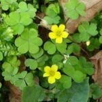 Buy Oxalis corniculata, puliyarai, poliyarala, creeping oxalis, 
Amrul, अम्रुल - Live plant online shopping for sale