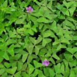 Buy Oxalis latifolia, Broad - leaved Sorel, Dodda hulisoppu, 
Pulichan, malai puliyarai - Live plant online shopping for sale