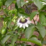 Buy Passiflora edulis - Aadhra, Thiruvadhirai, passion fruit, 
cancer fruit - Live plant online shopping for sale
