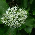 Buy pavattai, pavetai, pavetta, kamatta, indian pavetta, pavetta indica - Live Plant Online Shopping for Sale