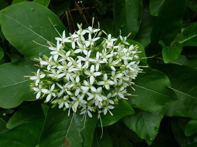 pavetta-indica.jpg Buy pavattai, pavetai, pavetta, kamatta, indian pavetta, pavetta indica - Live Plant Online Shopping for Sale - Image 1