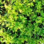 Buy Anamu, Guinea Hen Weed, mucura, Garlic Guinea Weed, Petiveria 
alliacea - Live plant online shopping for sale