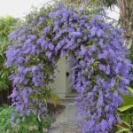 Buy Petrea volubilis, Purple Wreath, Sandpaper vine flower Plant, 
नीलमणि लता, Nilmani, lata, Kudirai valuppu, 
নীলমনীলতা, Nilmanilata - Live plant online 
shopping for sale