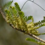 Grafted Amla (Phyllanthus emblica) Live Plant