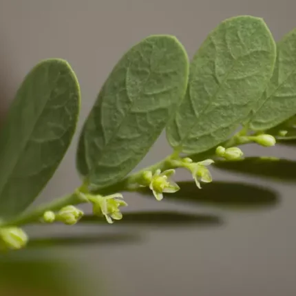 phyllanthus niruri