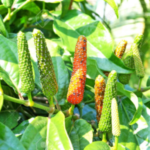 Buy Piper chaba, sivappu anai thippili, யானை 
திப்பிலி, kandan thippili - Live plant online 
shopping for sale