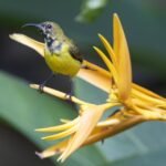 Buy Heliconia spp - Live Plant Online Shopping for Sale