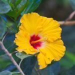 Buy Hibiscus rosa - sinensis - pink - Live Plant Online Shopping 
for Sale