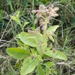 Buy Indian camphor weed, Pluchea indica, 
कलम्बिका, Kalambika, 
सिंहलतिक्त, Sinhalatikta, 
கொழும்பு, kolumpu, 
கொழும்புவேர், Kolumpu ver, Kalamba - Live 
plant online shopping for sale