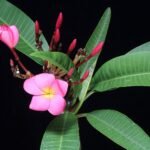 Buy Plumeria rubra - Live Plant Online Shopping for Sale