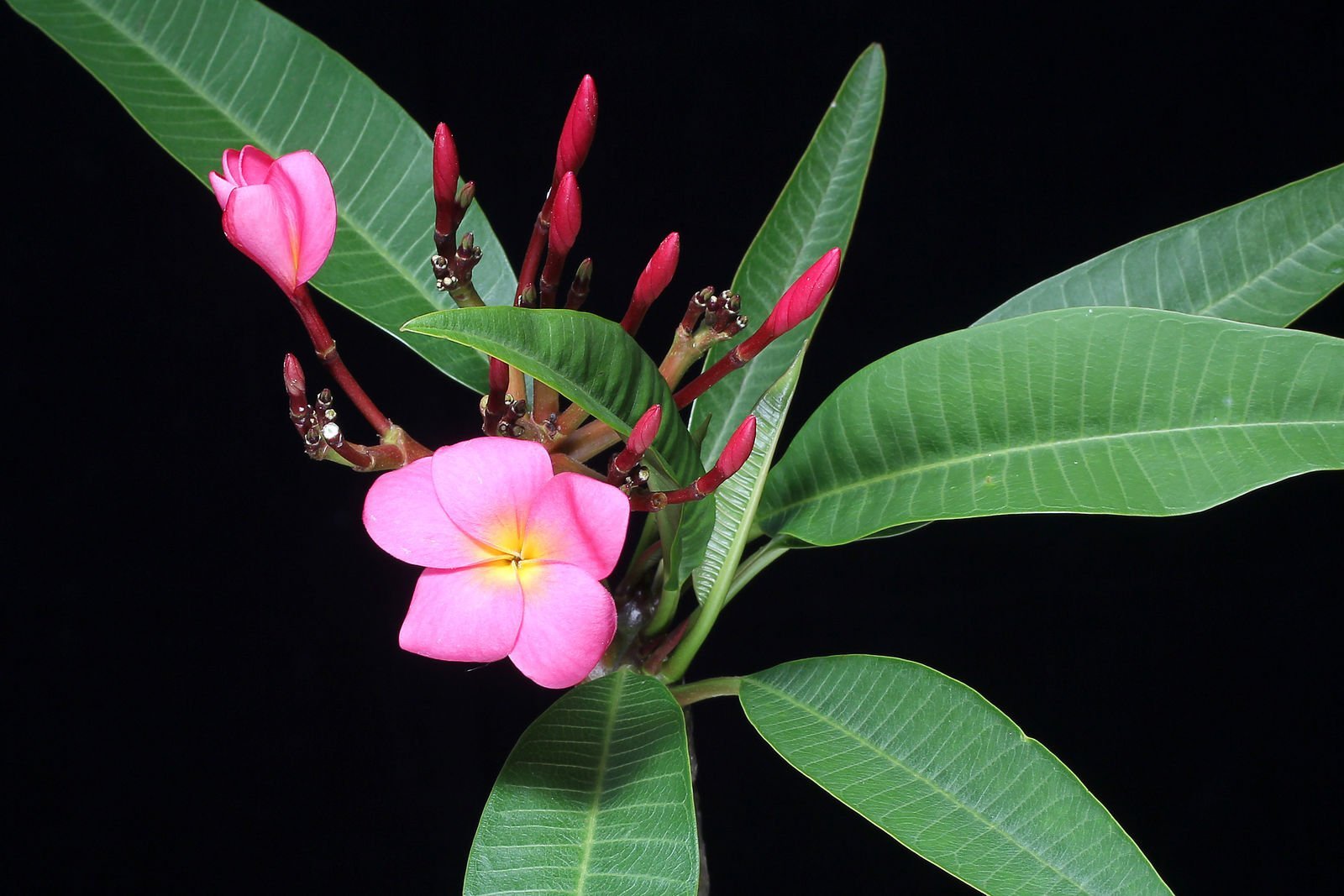 plumeria-rubra-2.jpg Buy Plumeria rubra - Live Plant Online Shopping for Sale - Image 1
