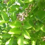 Buy Pongamia pinnata, karanj, punnai - Live plant online shopping 
for sale