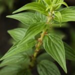 Buy Pouzolzia zeylanica, Parietaria indica, Borali Bokua, 
Kalkuri, malai kallurukki, 
மலைக்கல்லுறுக்கி, Graceful 
Pouzolz's Bush - Live plant online shopping for sale