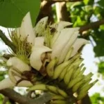 Buy Kalyanamurungai white, indian coral tree white, 
வெள்ளை கல்யாணமுருங்கை - 
Live Plant Online Shopping for Sale