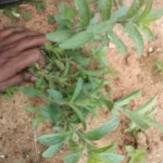 Buy Gopuram thangi, கோபுரம் தாங்கி - 
fresh leaf- 1kg - Live Plant Online Shopping for Sale