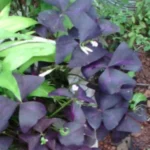 Buy Sivappu puliyarai, purple shamrock, சிவப்பு 
புளியாரை - Live Plant Online Shopping for Sale