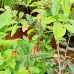 Buy Putranjiva, புத்ரன் ஜீவா, lucky bean 
tree - Online Shopping for Sale