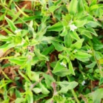 Buy Karisilanganni white, கரிசலாங்கண்ணி 
- வெள்ளை,false daisy - white, eclipta prostrata - 
live plant online shopping for sale