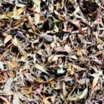 Buy Ayapana, mrithasanjeevani, அய்யம்பனை, 
amirtha sanjeevi, அமிர்த சஞ்சீவி, 
eupatorium triplinerve, mruga sanjeevi - Live plant online 
shopping for sale