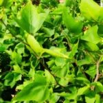 Buy Ekavilvam, Mummoorthy vilvam, thiru moorthy vilvam, 
திருமூர்த்தி வில்வம், 
ஏகவில்வம் - Live Plant Online Shopping for Sale