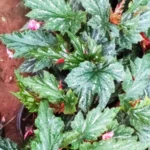 Buy Perilai sigappu sangunarayana sanjeevi, பேரிலை 
சிகப்பு சங்குநாராயண 
சஞ்சீவி - Live Plant Online Shopping for Sale