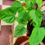 Buy Sindhuri, sendhooram, செந்தூரம், kungumam, 
annato tree, lipstick tree - Live Plant Online Shopping for Sale