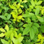 Buy Soapnut Tree, சோப்புகாய் மரம், 
poovanthi kottai, boonthi kottai maram, பூந்தி 
கொட்டை - Live Plant Online Shopping for Sale