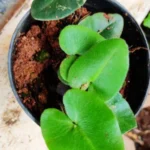 Buy Heart fern, kambi thamarai, 
கம்பித்தாமரை - Live Plant Online Shopping 
for Sale