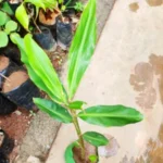 Buy Wild ginger, shampoo ginger, kattu inji, காட்டு 
இஞ்சி - Live Plant Online Shopping for Sale