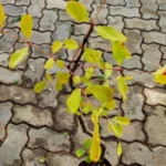 Buy Indian Redwood, Bastard cedar, Mamsarohini, 
மாம்சரோஹிணி - Live Plant Online Shopping 
for Sale
