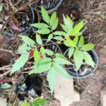 Buy Indian mahogany, Red cedar, Surian - Live Plant Online 
Shopping for Sale