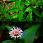 Buy False Daisy black, Trailing eclipta black - Live Plant Online 
Shopping for Sale