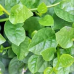 Buy Ceylon spinach, Indian spinach, Malabar Spinach, Red vine 
spinach, Vine spinach - Live Plant Online Shopping for Sale