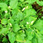 Bird's eye chili, bird eye chili, bird's chili, Thai chili-white