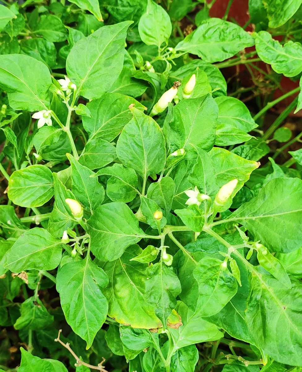 prep245_27_featured.webp Bird's eye chili, bird eye chili, bird's chili, Thai chili-white - Image 1