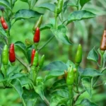 Buy Bird's eye chilli, thai chilli green - Live Plant Online 
Shopping for Sale
