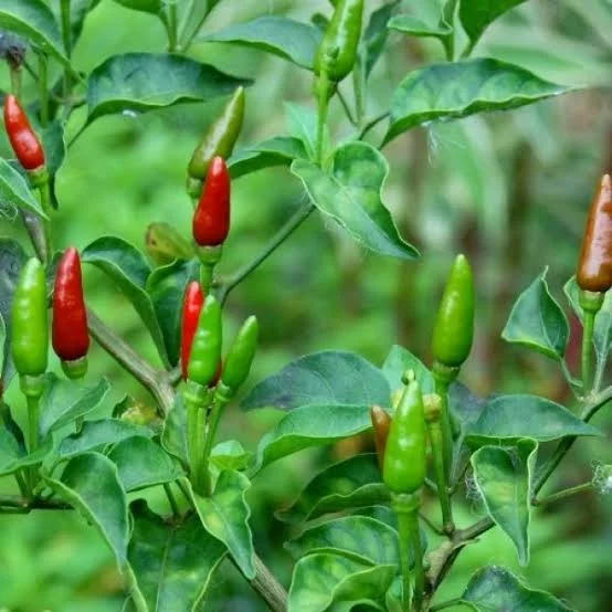 prep245_28_featured.webp Buy Bird's eye chilli, thai chilli green - Live Plant Online
Shopping for Sale - Image 1