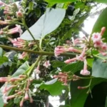 Buy Koyna, crown bark, jesuits bark, loxa bark - Live Plant 
Online Shopping for Sale